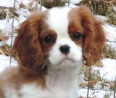 Honey at 11 wks