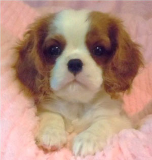 Honey - 8 weeks