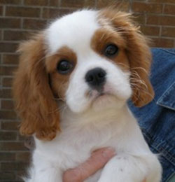 Lizzy 12 weeks