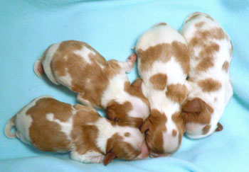 Lizzy X Clooney litter
